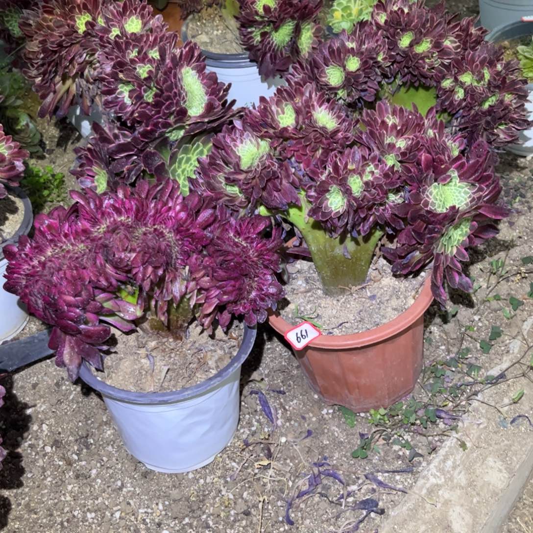 661多肉植物朝霞缀化美姬缀化2颗