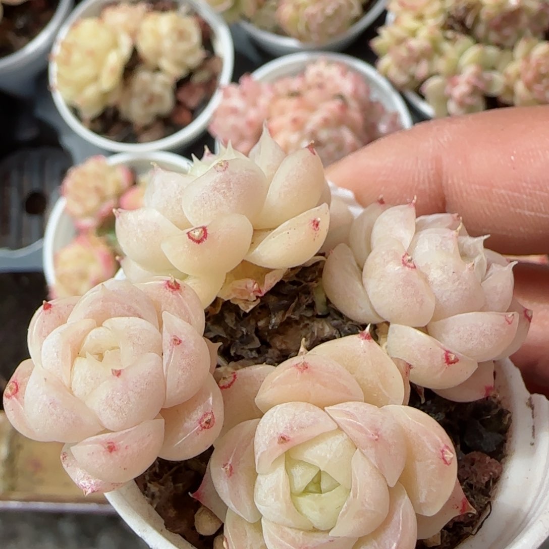 【闪购商品】0225-133包子麦杆