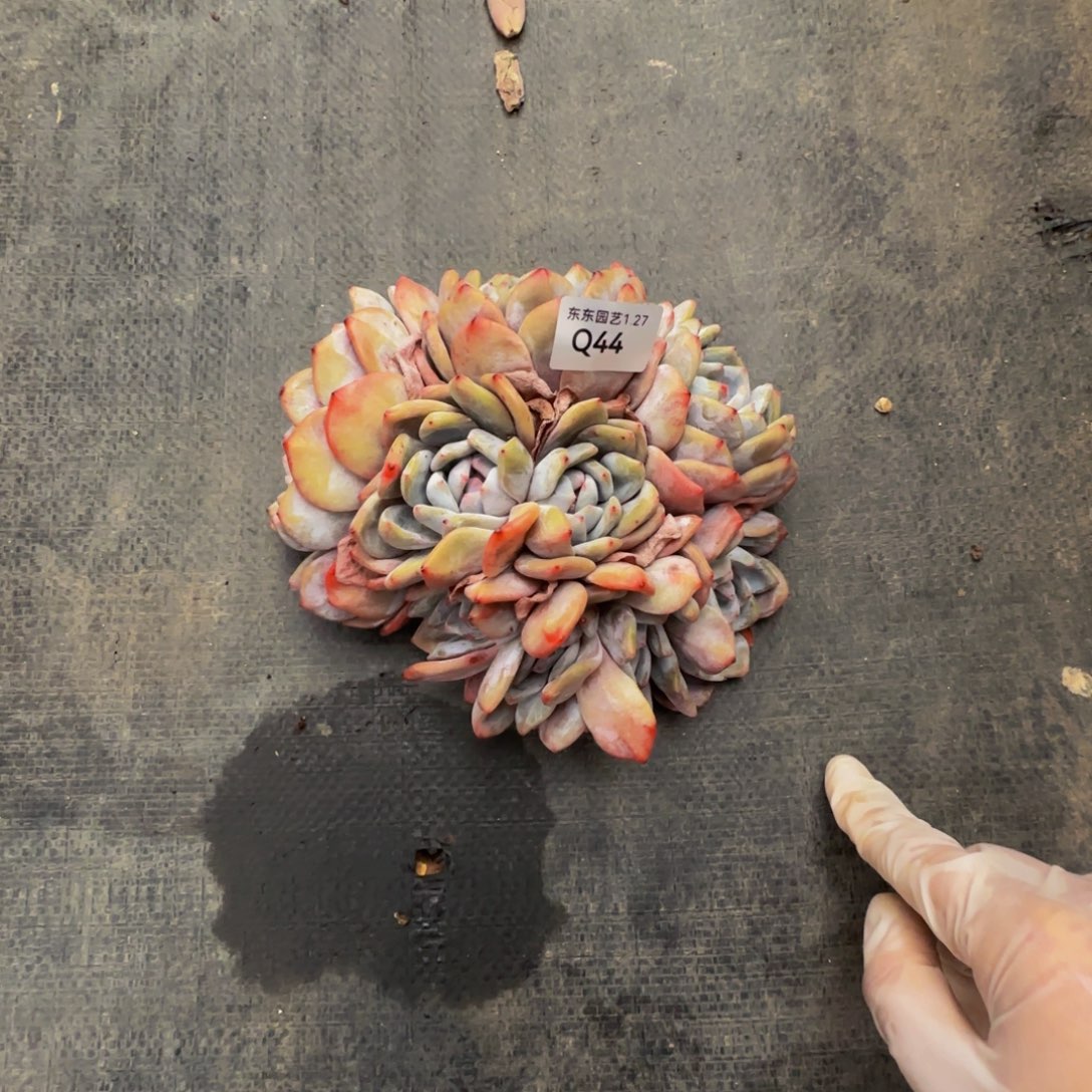 q q q q q q q q q 44