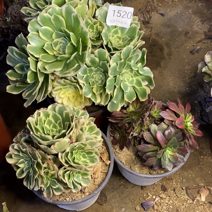 3颗多肉断头不包1520
