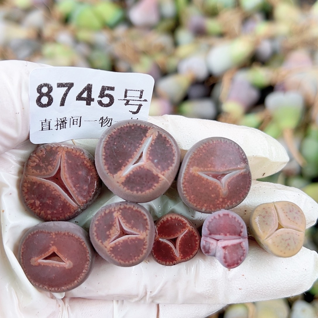 8745 好养易活生石花大母本奔奔8个1-2cm打包价