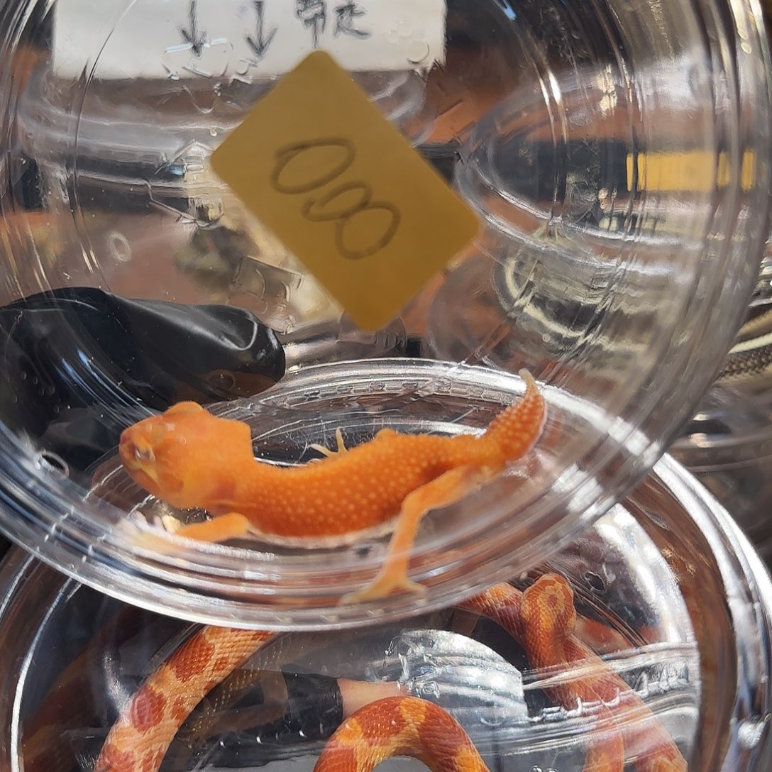 瘤尾守宫000080800