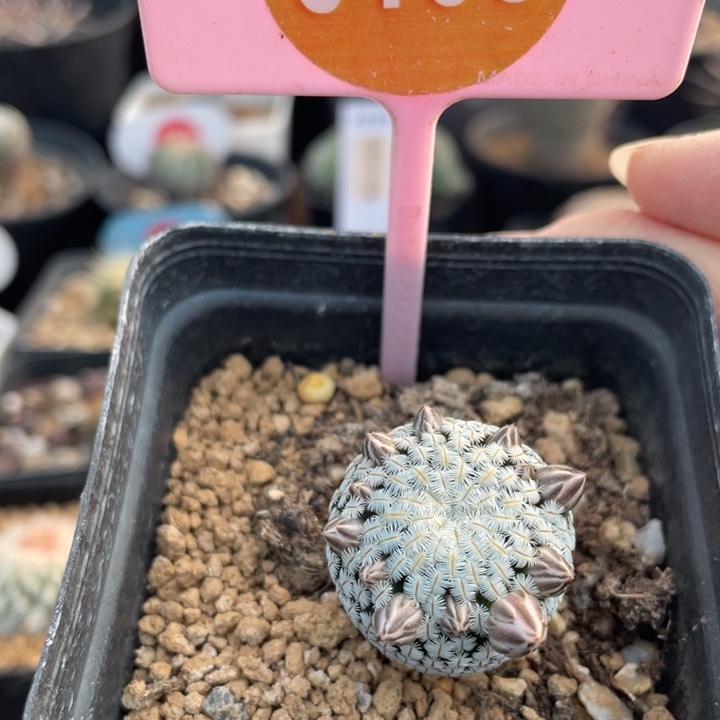 实生白斜子010800000