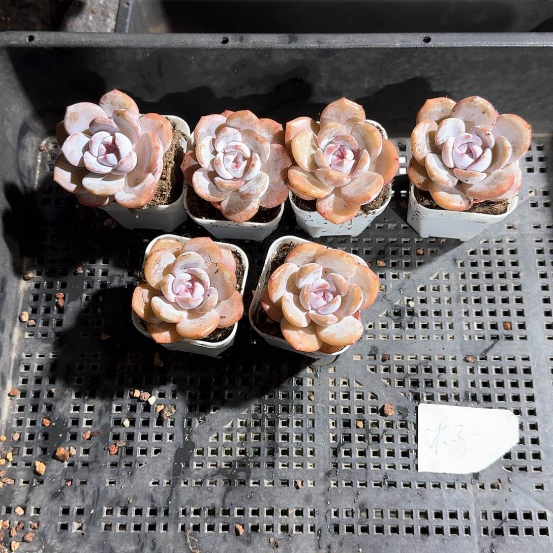 木子一物一拍专拍