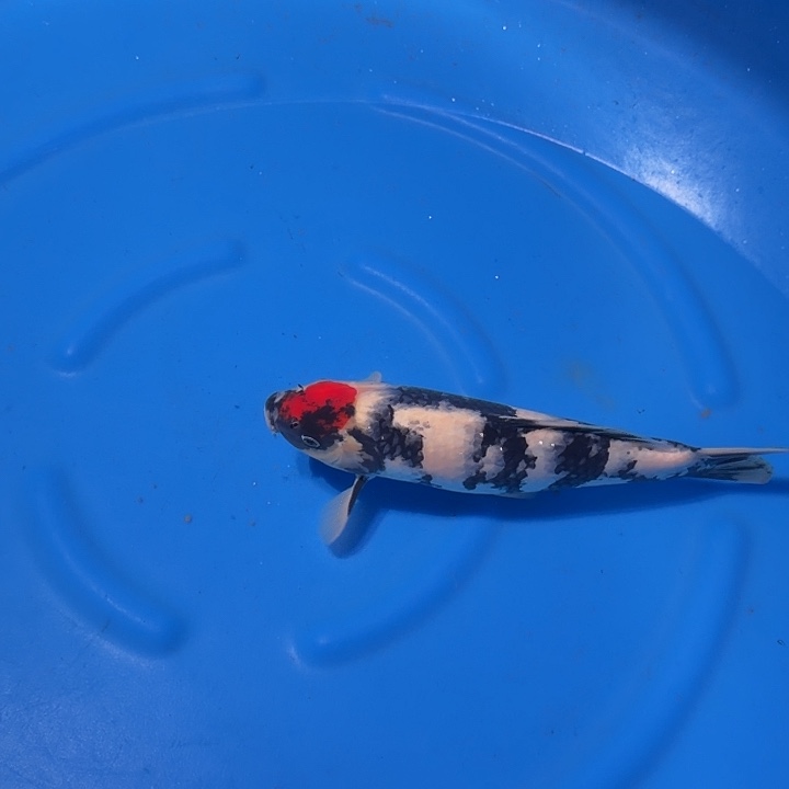 海水鱼昭和专拍链接