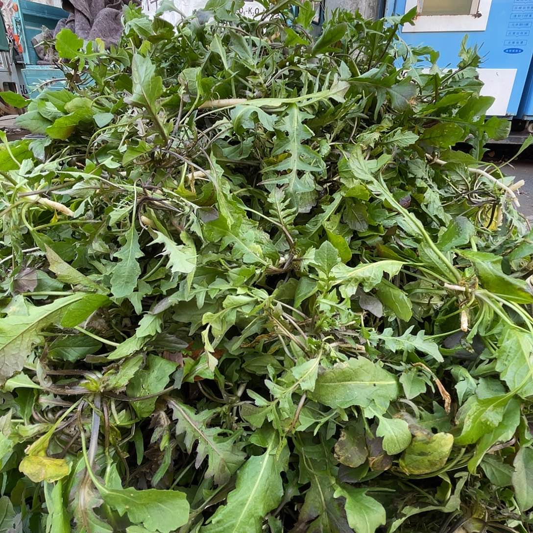 中国大陆3斤野生的荠菜没水洗的