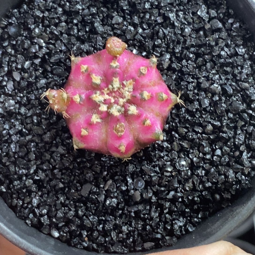 精品海神—脱土发货17