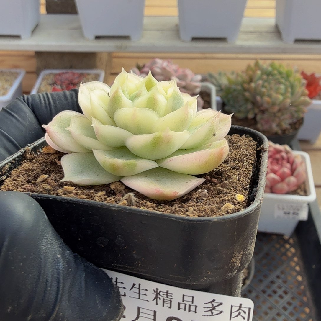 1205-103麦秆杂锦单头