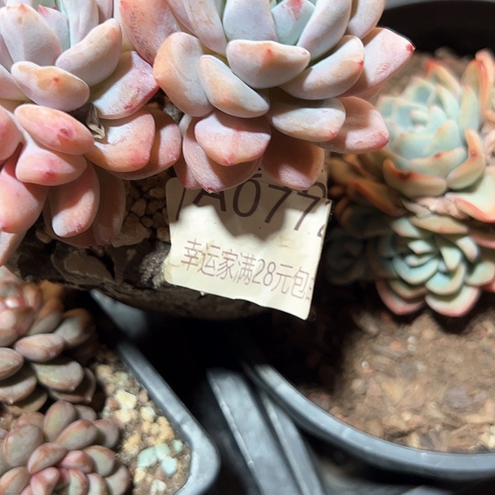 幸运的是我的朋友是