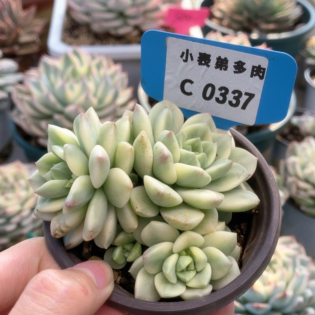 C337马库司锦锦锦锦