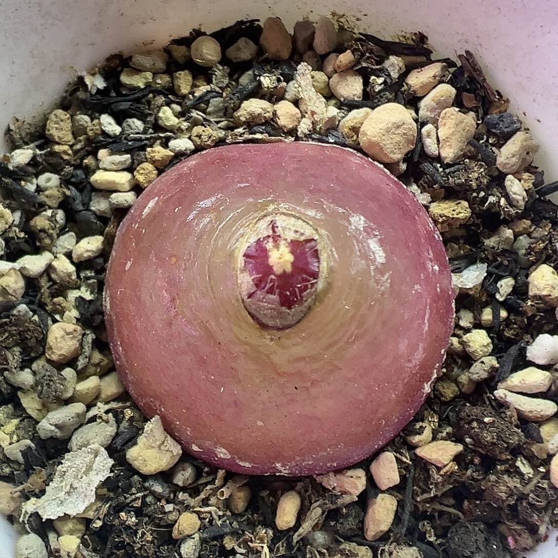 497灯泡带盆土发货