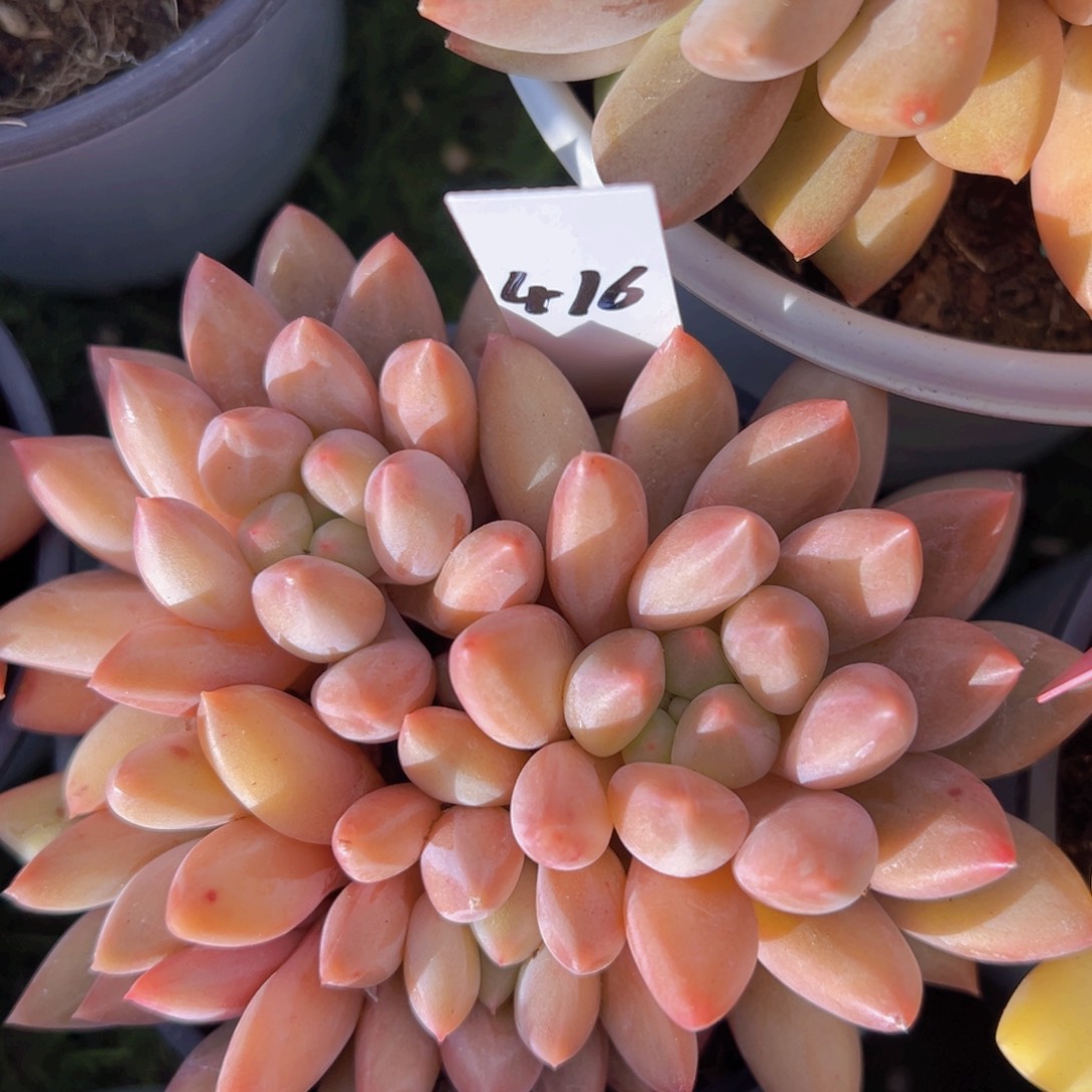 香玉等多种名贵的产品和服务