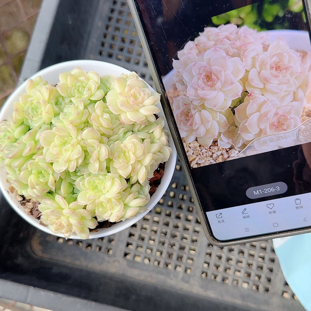 咪***1219-46（m1-206-3）多肉