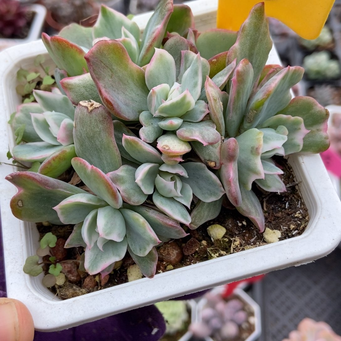 2113伯克利锦多肉植物