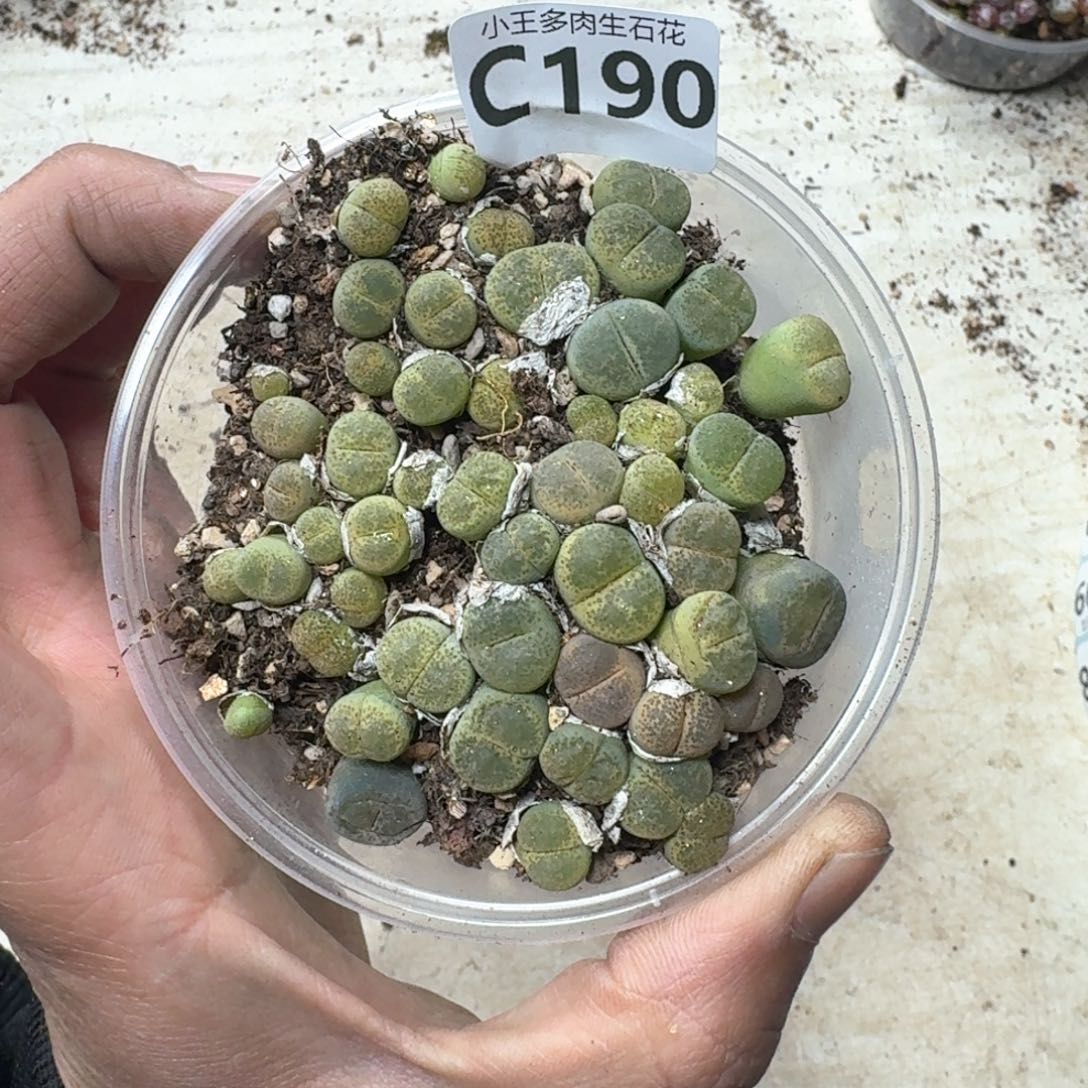 C190 绿碧一盒多肉植物