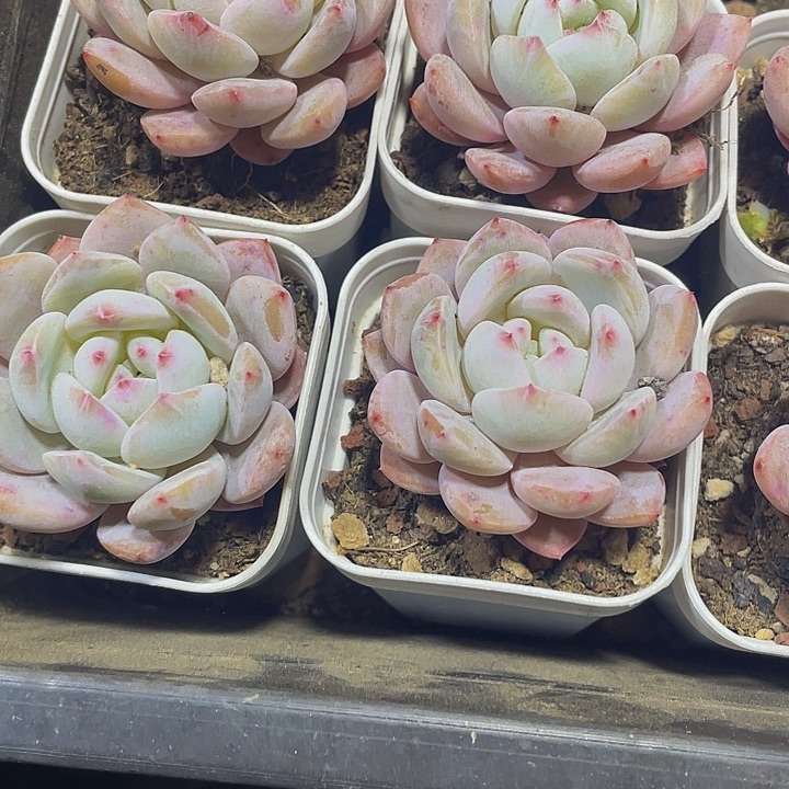 单头仙女橙带哦土发