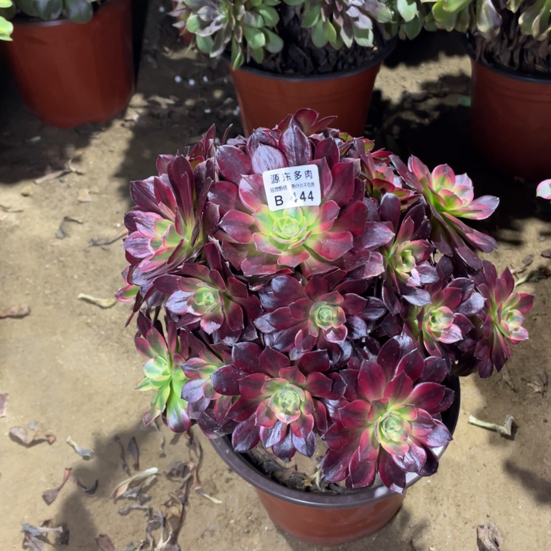 444安娜多肉法师断枝不包