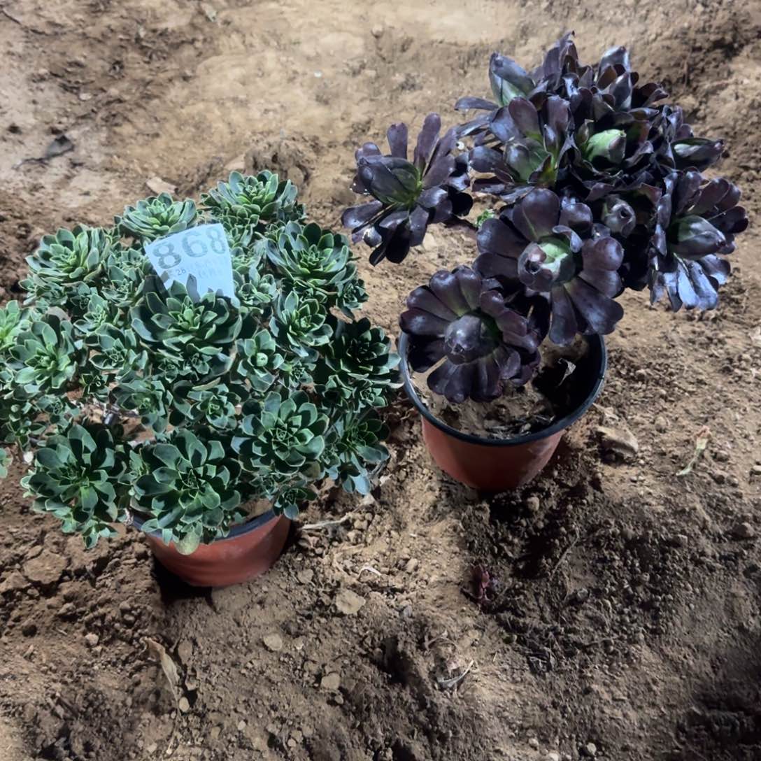 楠*868号束玫瑰 炫彩玫瑰清棚不包损