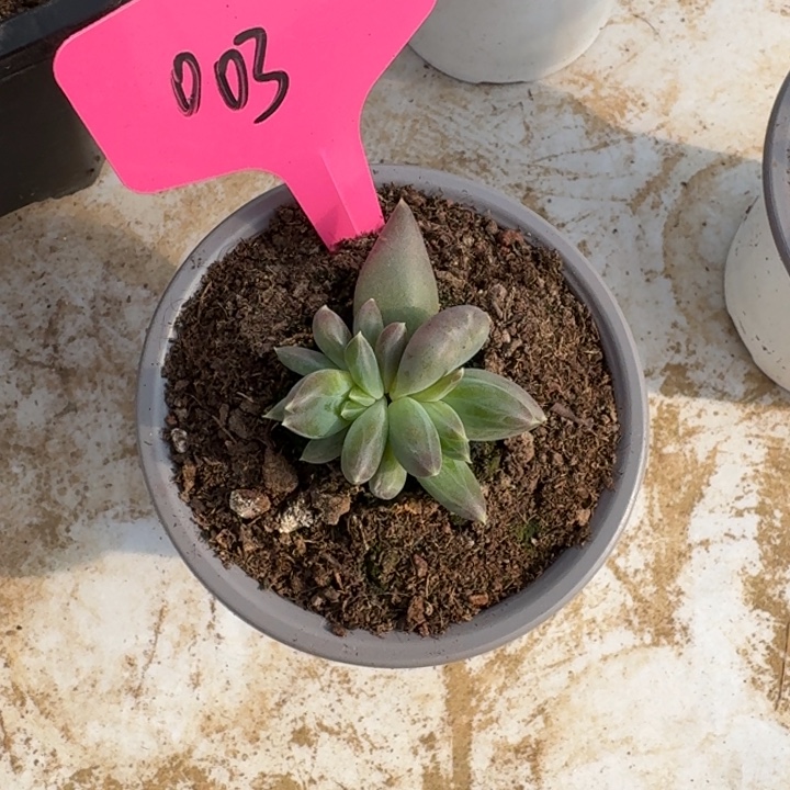 003ttn新号福利价