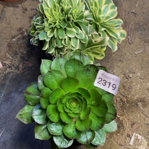 两盆多肉植物2319