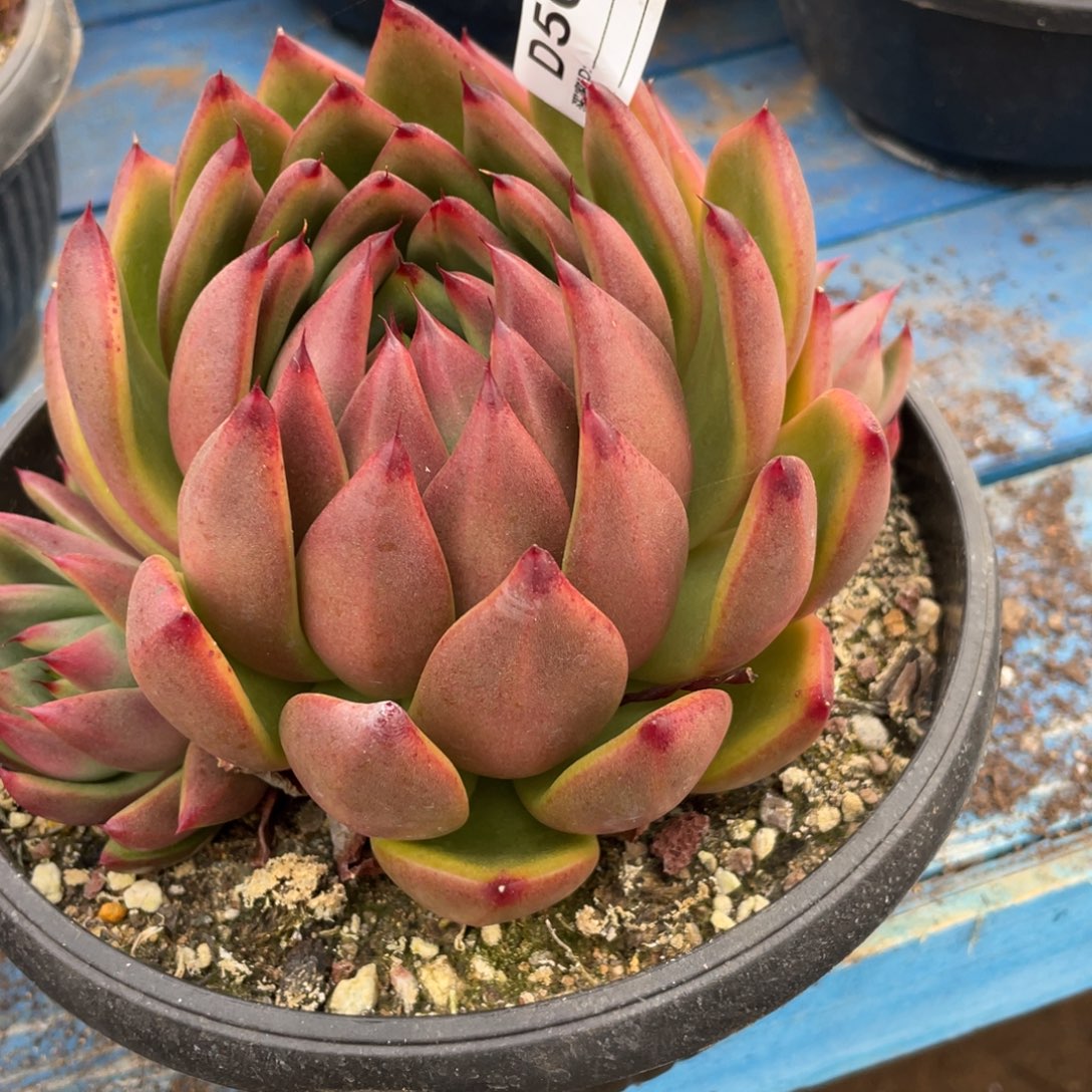 无花朵若如东云单拍D564