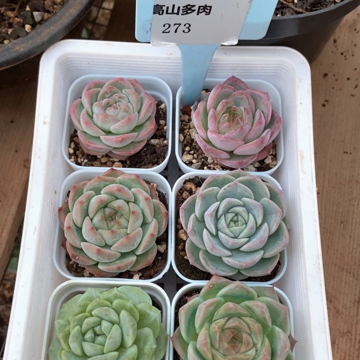 D273- 直播福利 六小颗