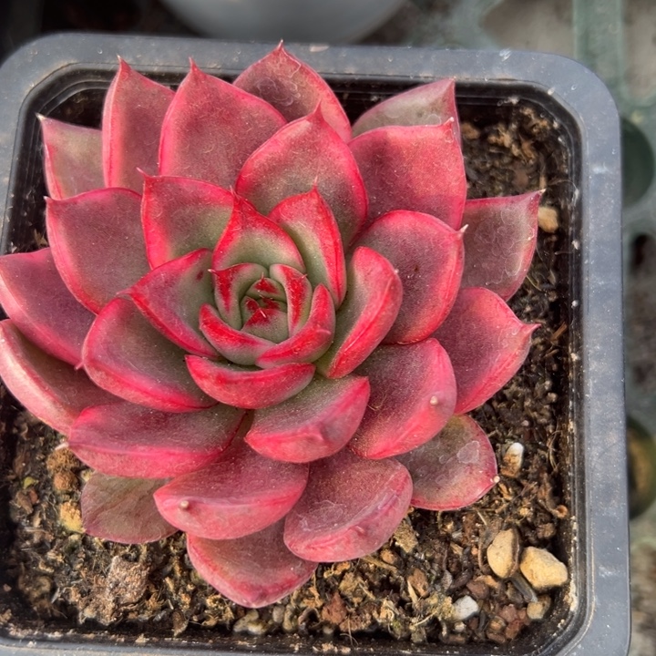 漂亮玛丽亚锦一物一拍锦龙