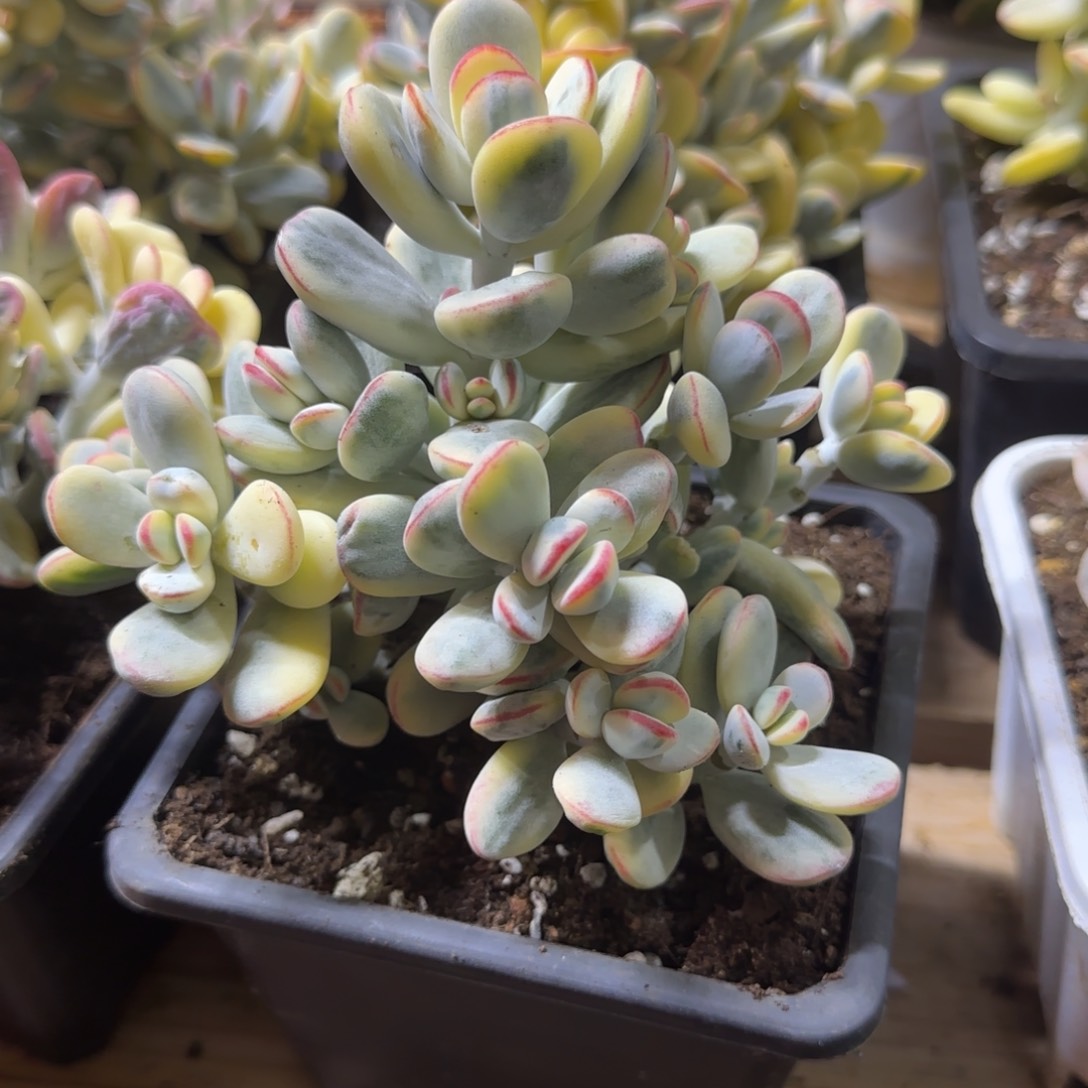 乒乓福娘锦 多肉植物