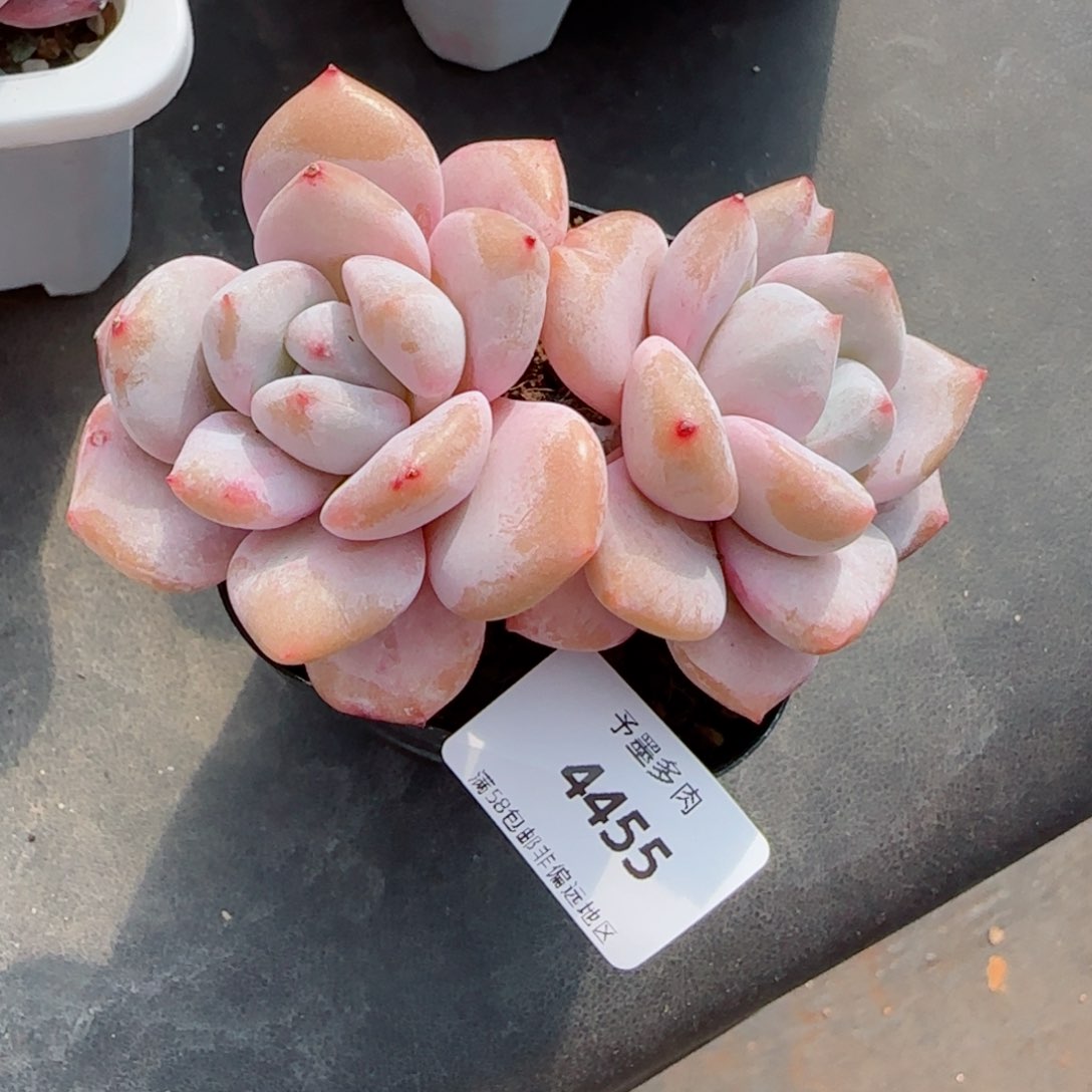 星星雪，4455多肉