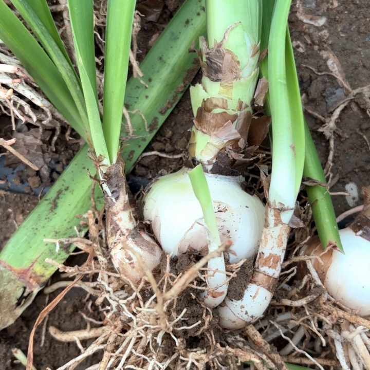 无花朵闪亮包对版