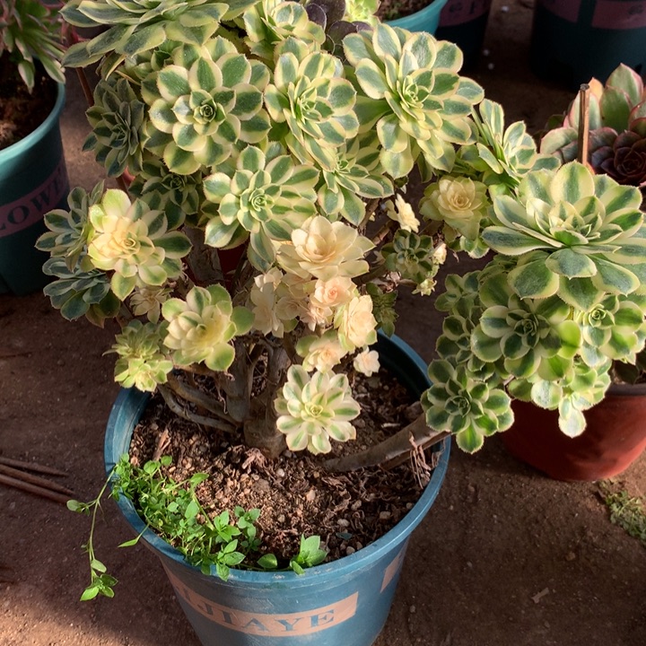 568保时捷多肉植物特价