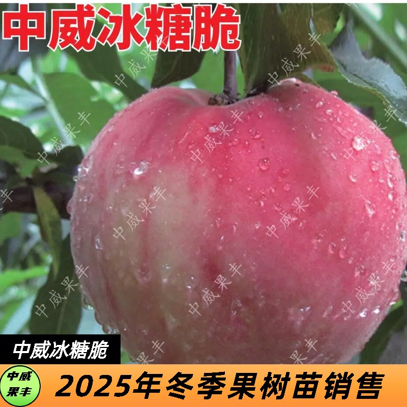 冰糖脆10月上旬成熟中国挂树期30天脆甜可口不裂果自花结实特丰产