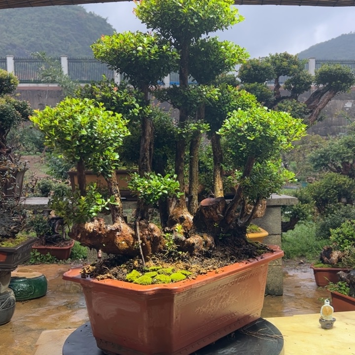 *****无花朵一定有回报