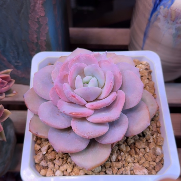 奶茶多肉植物haixixixi