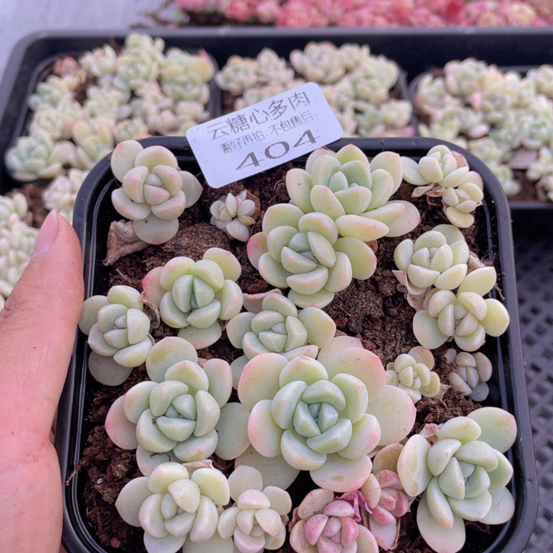 云糖心多肉植物404