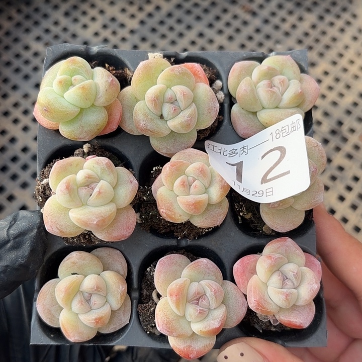 12 号到手1框江一中物一拍