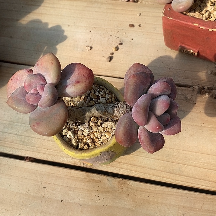 胭脂精品多肉00007