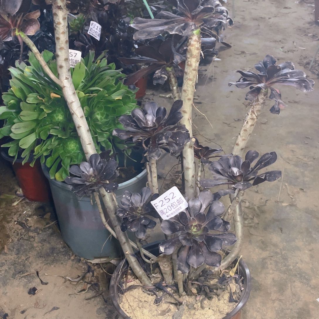 252黑原叶多肉有伤