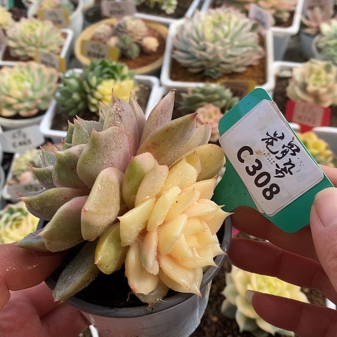 308贝加尔湖哈哈哈哈