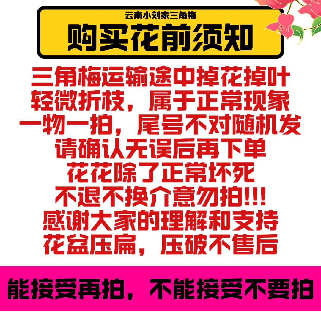三角梅重瓣系列 
