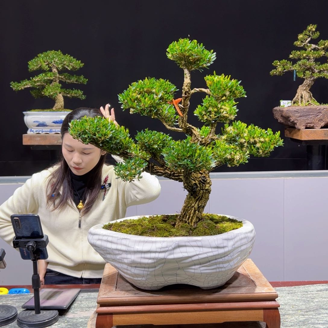 黄杨盆景老桩四季长青