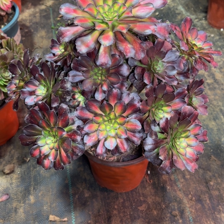 晚霞238多肉法师一物一拍