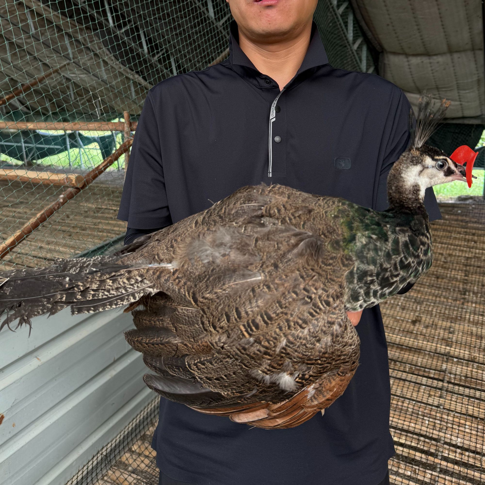 宠物观赏一物一拍蓝