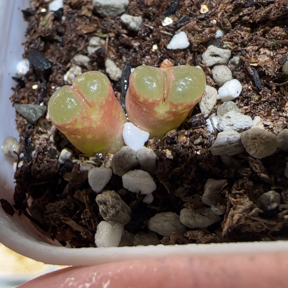 肉锥多肉植物百科-粉樱1361