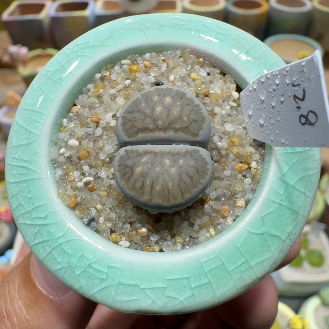 蘑菇1126绿体菊多肉植物