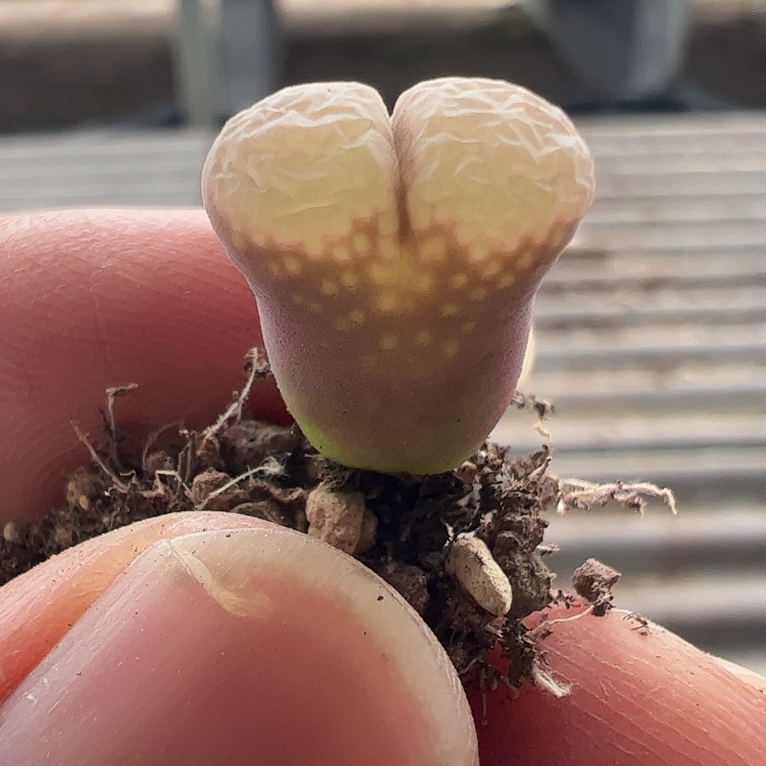 一物一拍紫红流沙风铃。 848