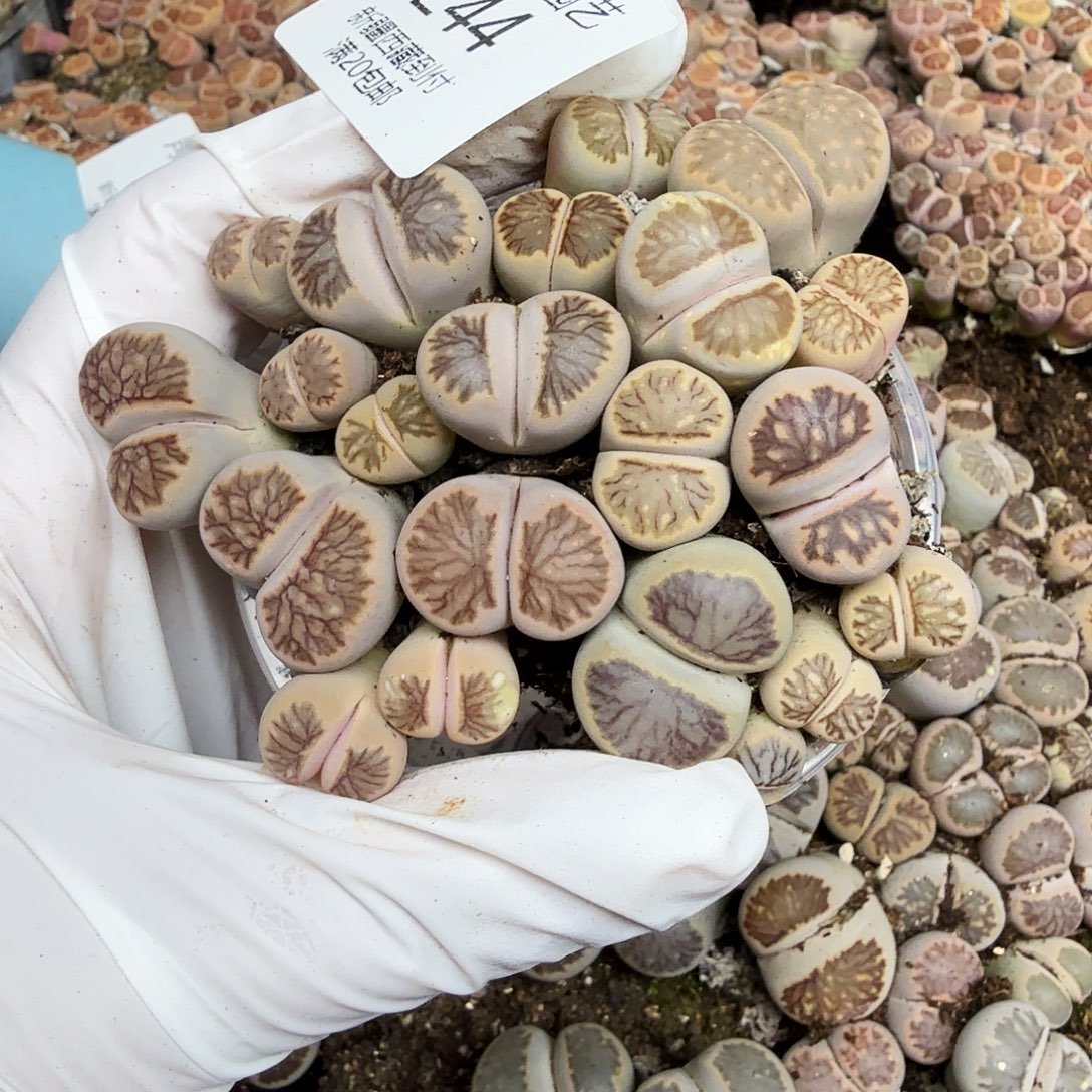 我是第二十五次和肖244哈哈