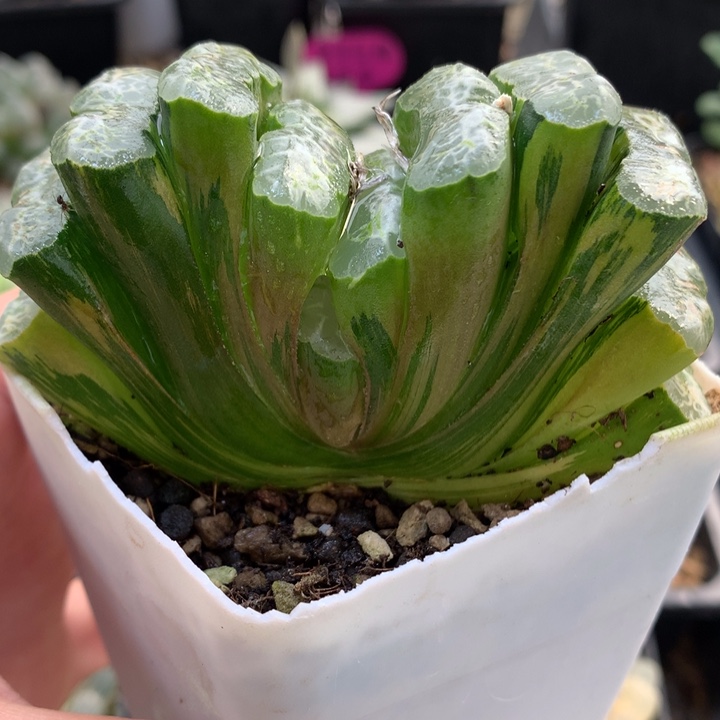 长乐玉扇锦带盆土的