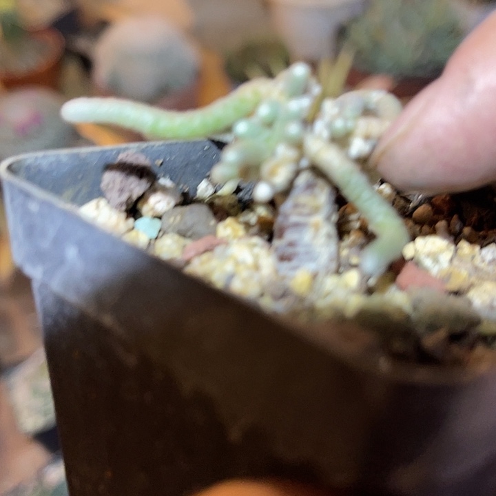 满38包邮2天凑单，脱土晾根发货多肉植物银蚕