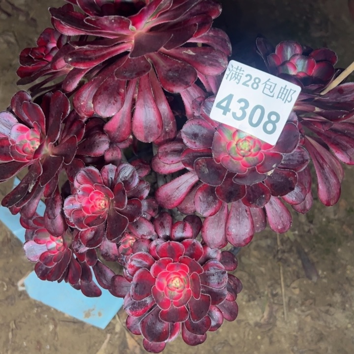 4308香奈儿多肉植物